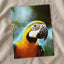 Close-Up of Blue and Yellow Macaw Parrot Photo Print (7 Sizes) - Premium Quality