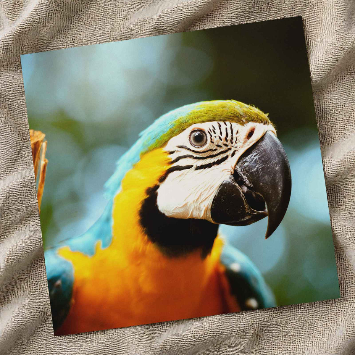 Close-Up of Blue and Yellow Macaw Parrot Photo Print (7 Sizes) - Premium Quality