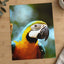 Close-Up of Blue and Yellow Macaw Parrot Photo Print (7 Sizes) - Premium Quality