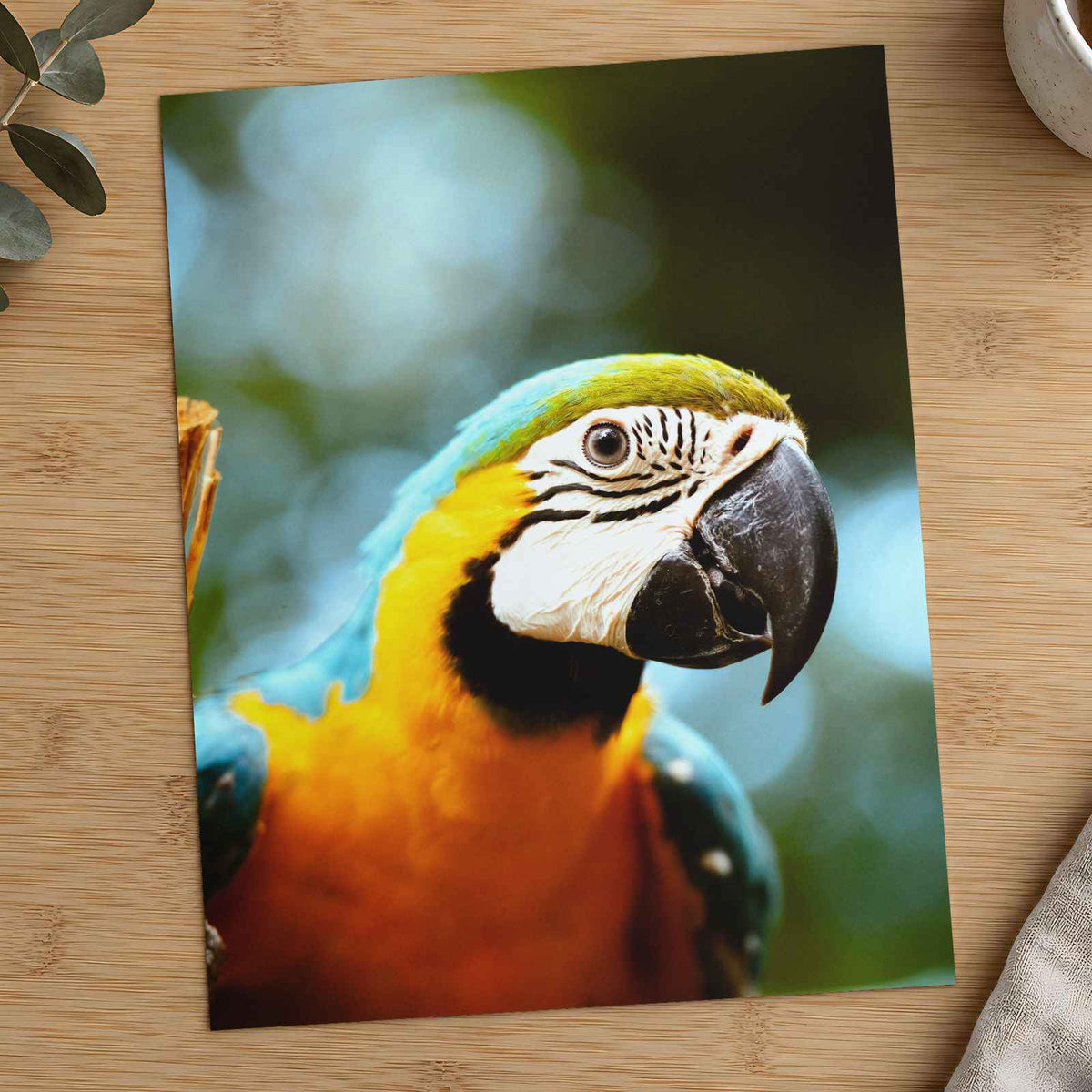 Close-Up of Blue and Yellow Macaw Parrot Photo Print (7 Sizes) - Premium Quality