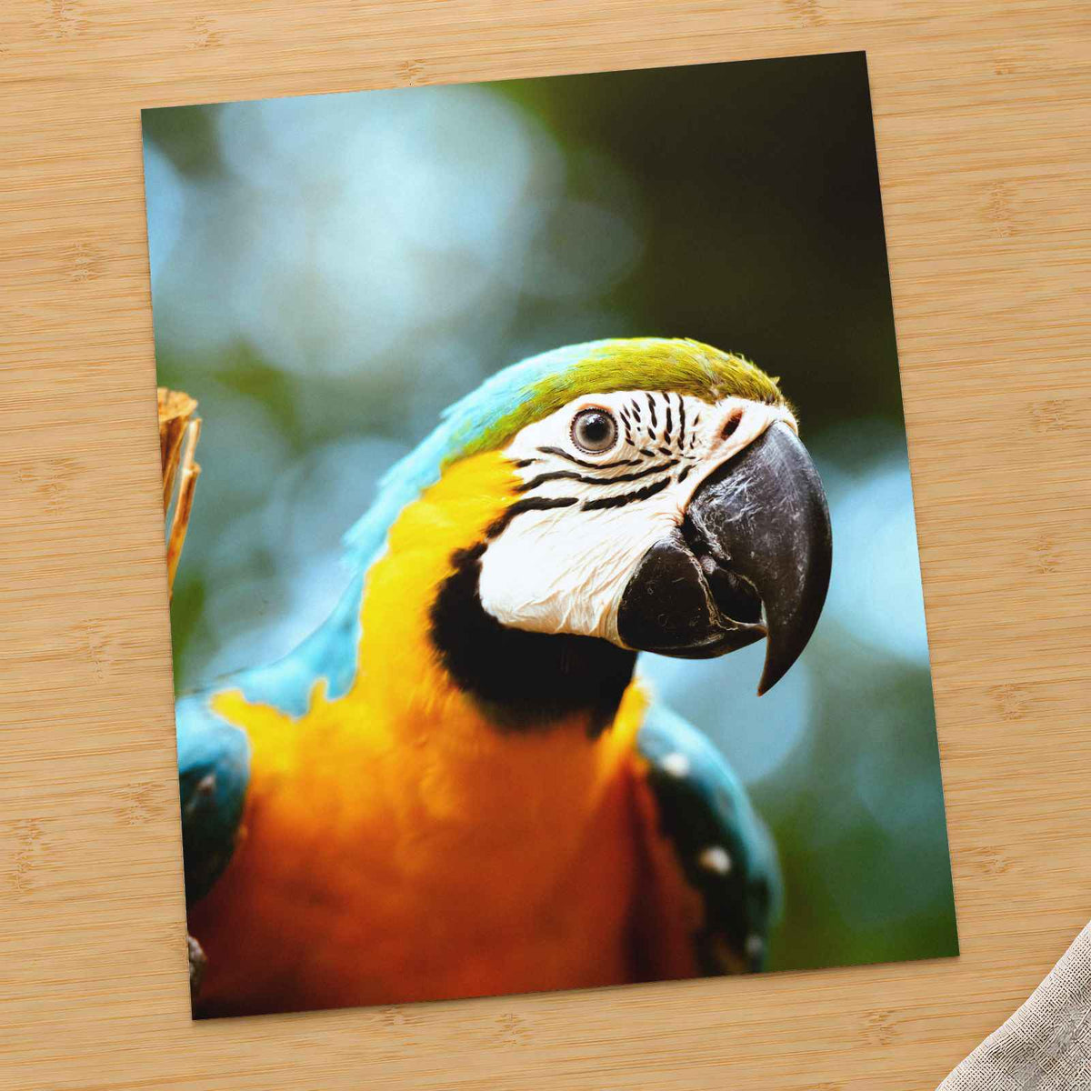 Close-Up of Blue and Yellow Macaw Parrot by Gabrielle Maurer Photo Print Wall Decor