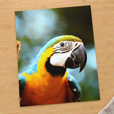 Close-Up of Blue and Yellow Macaw Parrot by Gabrielle Maurer Photo Print Wall Decor