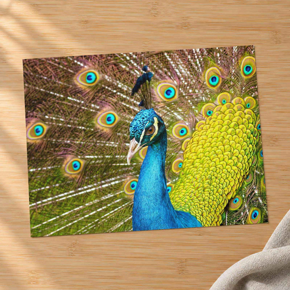 Close Up of Peacock with Its Feathers Open Photographic Art Print (7 Sizes)