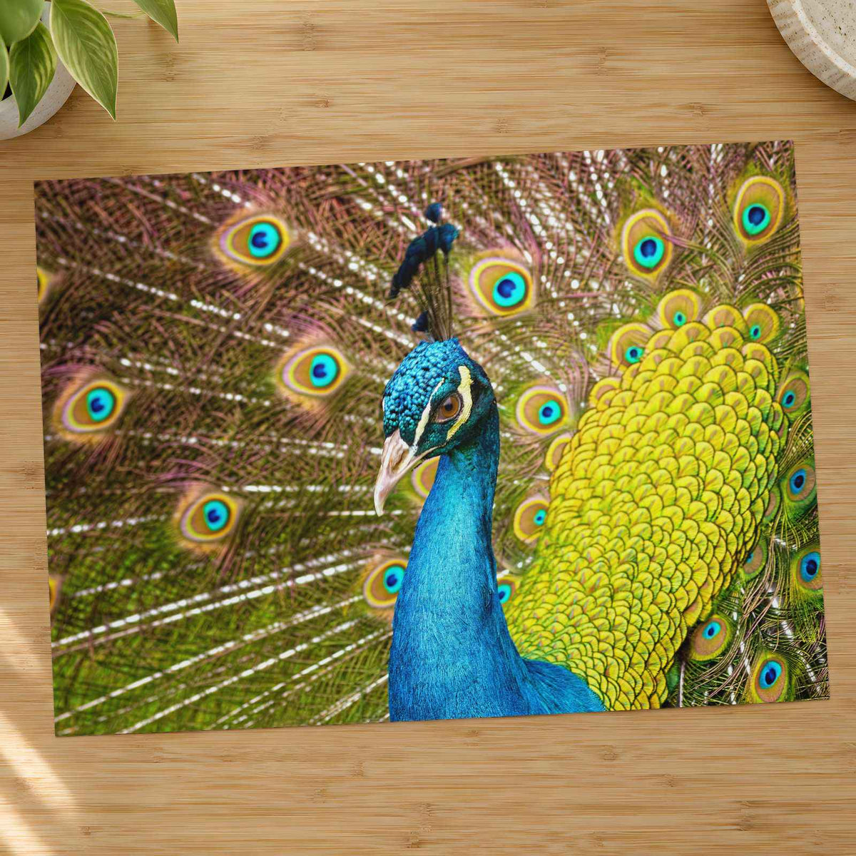 Close Up of Peacock with Its Feathers Open Photographic Art Print (7 Sizes)