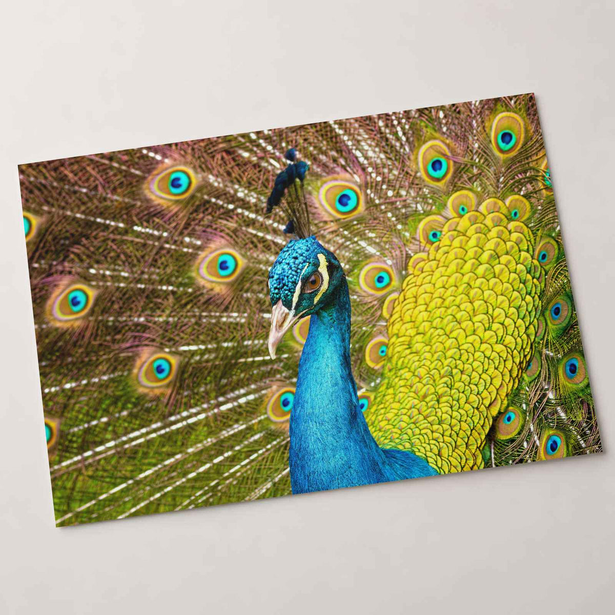 Close Up of Peacock with Its Feathers Open Photographic Art Print (7 Sizes)