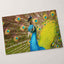 Close Up of Peacock with Its Feathers Open Photographic Art Print (7 Sizes)