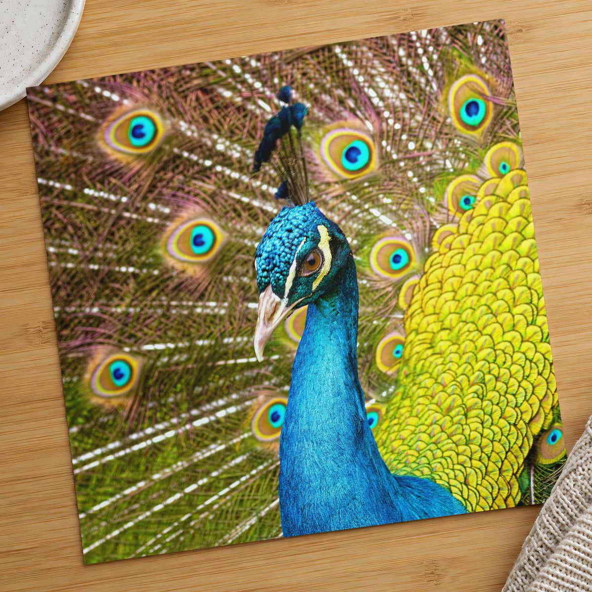 Close Up of Peacock with Its Feathers Open Photographic Art Print (7 Sizes)
