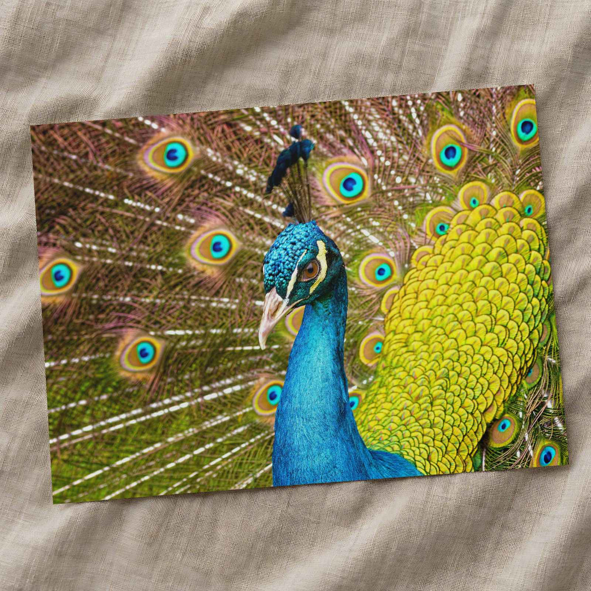 Close Up of Peacock with Its Feathers Open by Zdeněk Macháček Photo Print Wall Decor
