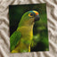 Green Parrot with Yellow and Orange Head Photography Print (7 Sizes) - Frameable