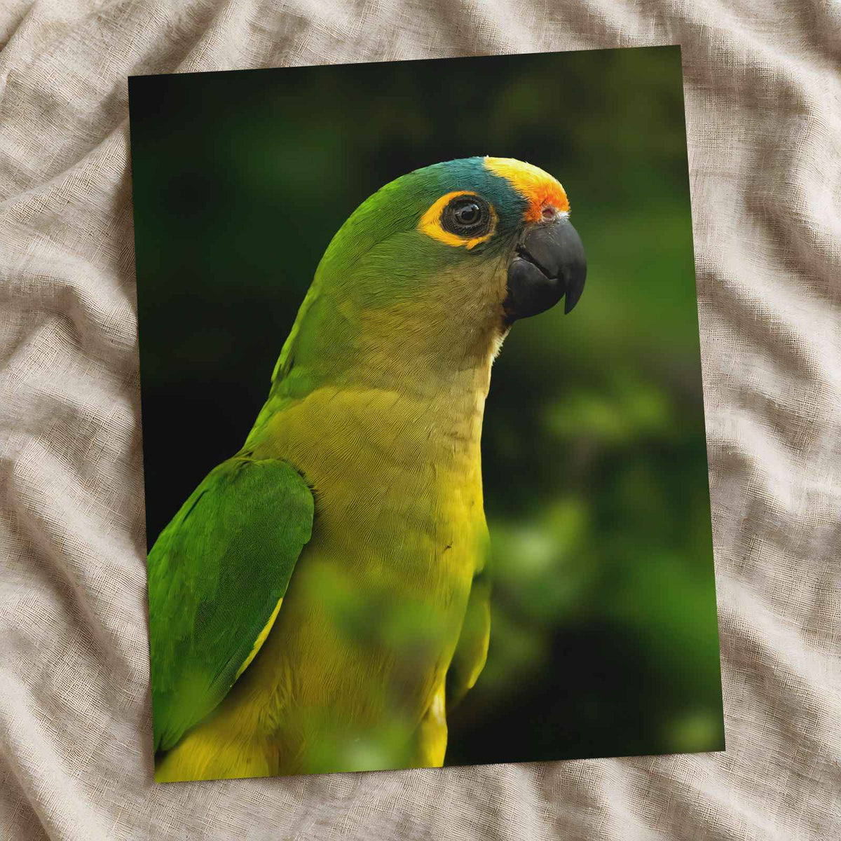Green Parrot with Yellow and Orange Head Photography Print (7 Sizes) - Frameable