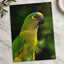 Green Parrot with Yellow and Orange Head Photography Print (7 Sizes) - Frameable