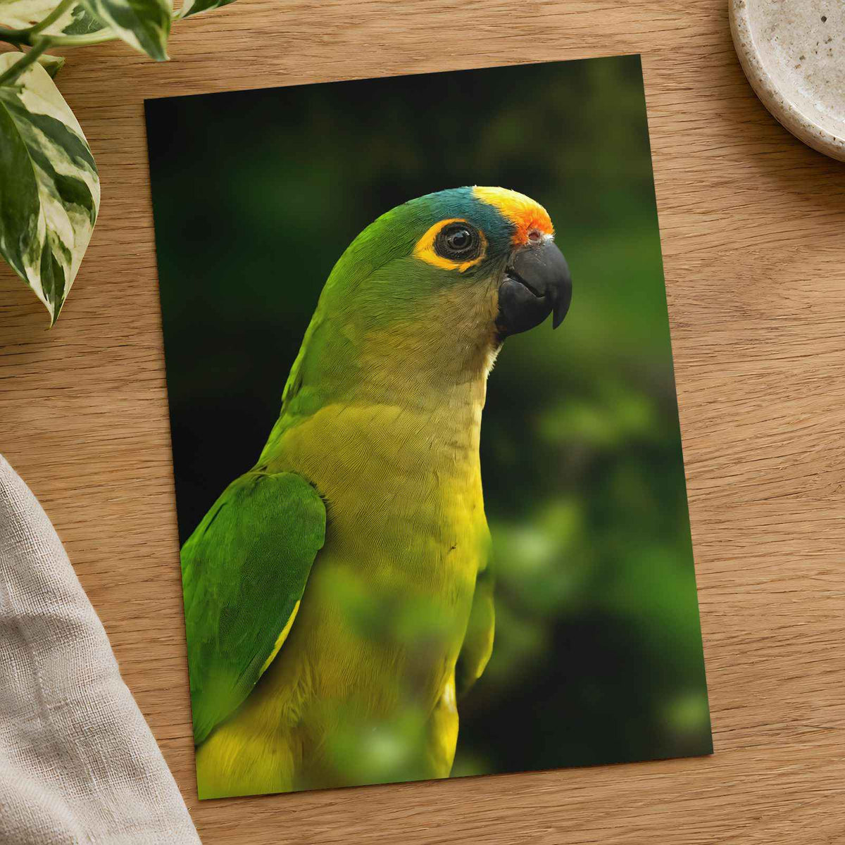 Green Parrot with Yellow and Orange Head Photography Print (7 Sizes) - Frameable