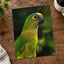 Green Parrot with Yellow and Orange Head Photography Print (7 Sizes) - Frameable