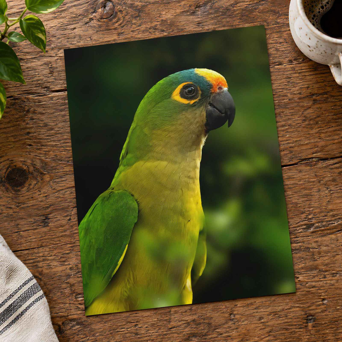 Green Parrot with Yellow and Orange Head Photography Print (7 Sizes) - Frameable