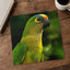 Green Parrot with Yellow and Orange Head Photography Print (7 Sizes) - Frameable