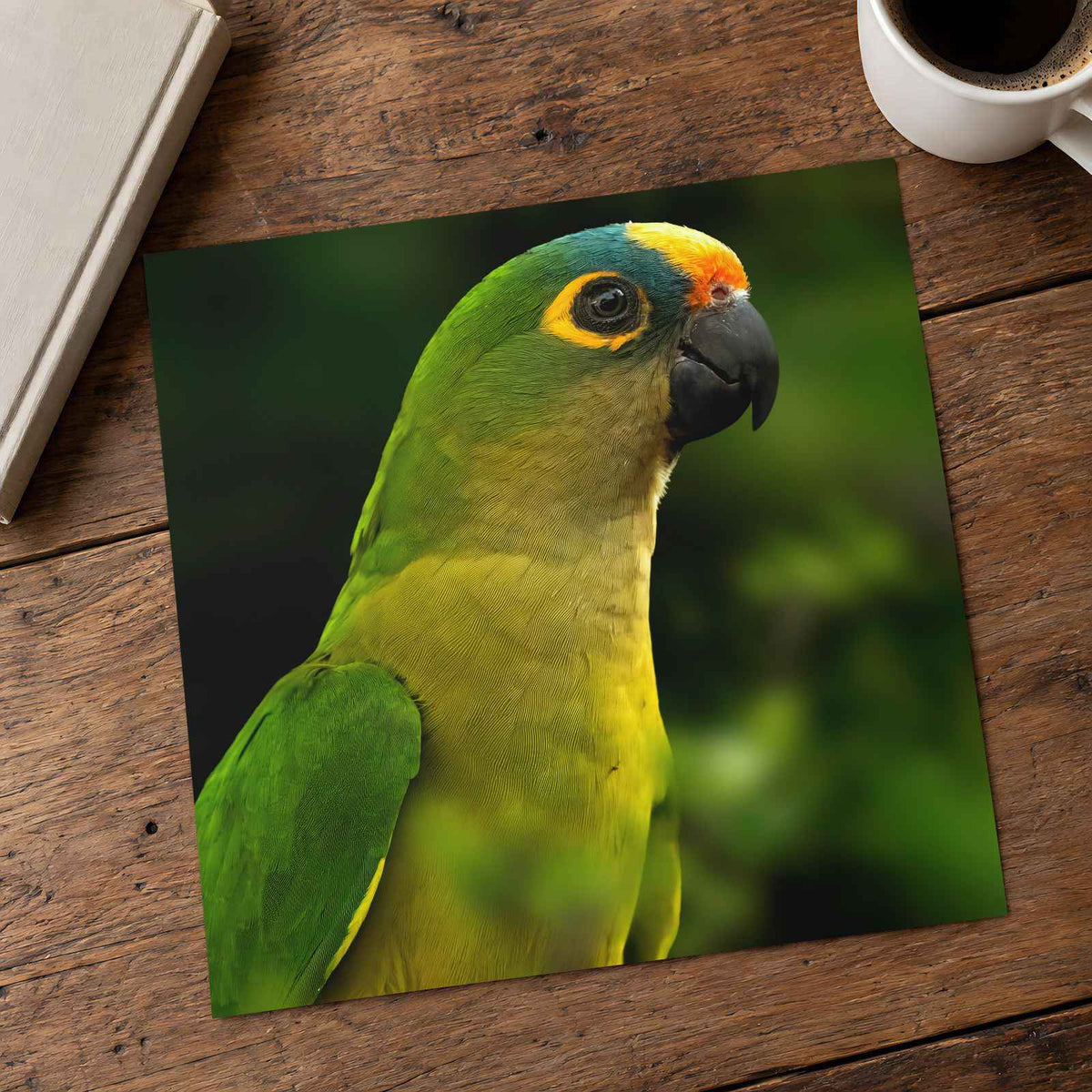 Green Parrot with Yellow and Orange Head Photography Print (7 Sizes) - Frameable
