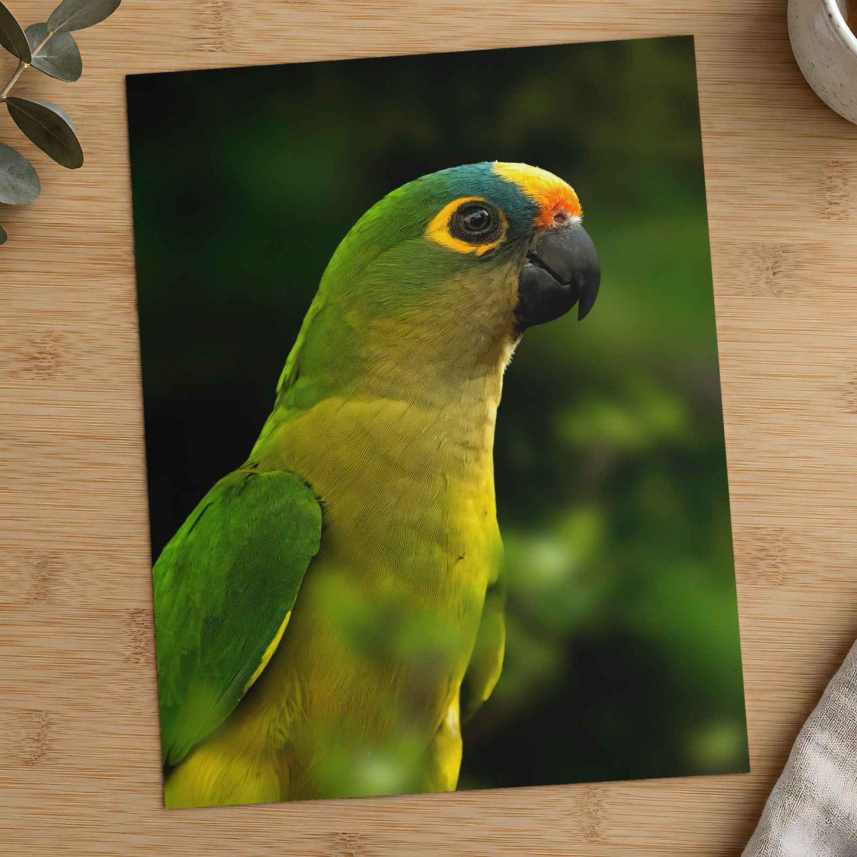 Green Parrot with Yellow and Orange Head Photography Print (7 Sizes) - Frameable