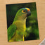 Green Parrot with Yellow and Orange Head by Allec Gomes Photo Print Wall Decor