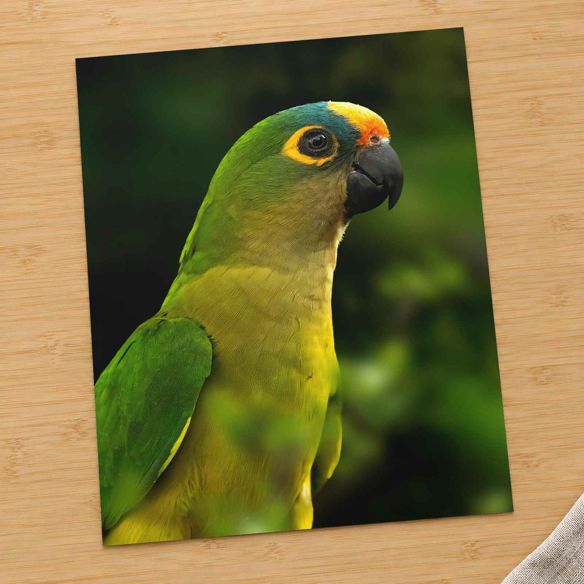 Green Parrot with Yellow and Orange Head by Allec Gomes Photo Print Wall Decor