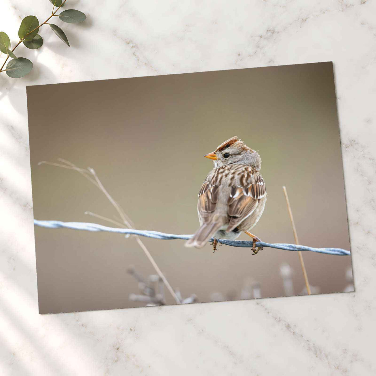 Small Bird Perched on Barbed Wire Photo Print (7 Sizes) - High Quality