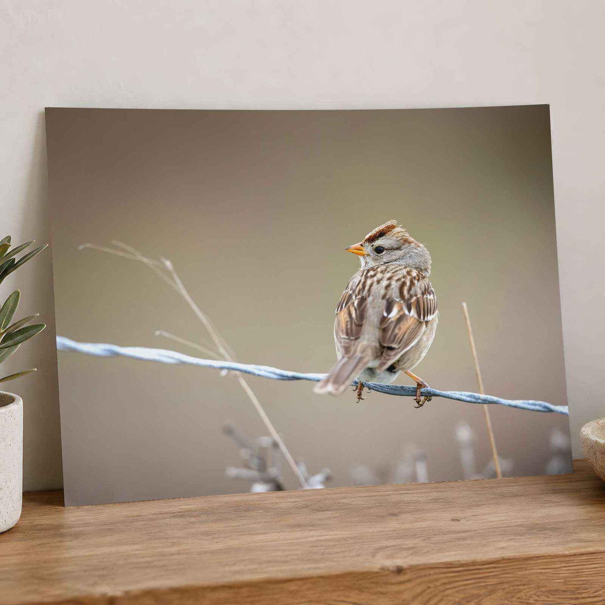 Small Bird Perched on Barbed Wire Photo Print (7 Sizes) - High Quality