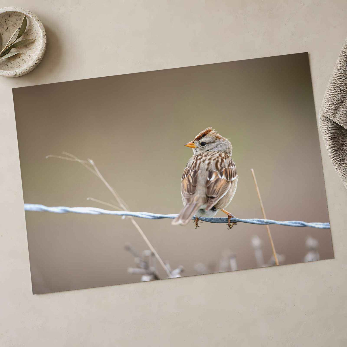 Small Bird Perched on Barbed Wire Photo Print (7 Sizes) - High Quality