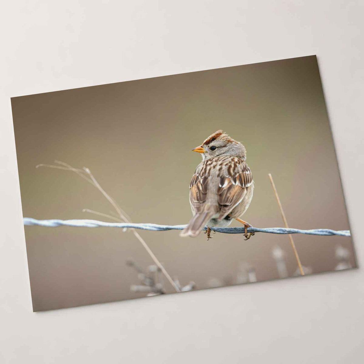 Small Bird Perched on Barbed Wire Photo Print (7 Sizes) - High Quality