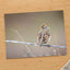Small Bird Perched on Barbed Wire Photo Print (7 Sizes) - High Quality