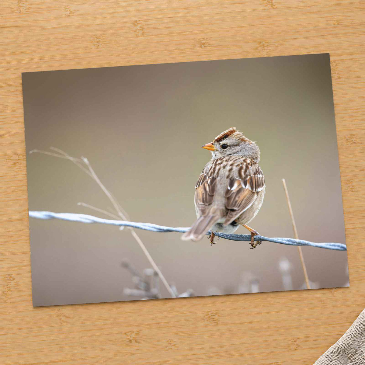 Small Bird Perched on Barbed Wire Photo Print (7 Sizes) - High Quality