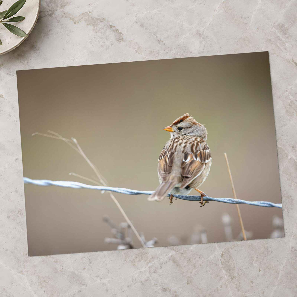 Small Bird Perched on Barbed Wire Photo Print (7 Sizes) - High Quality