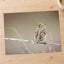 Small Bird Perched on Barbed Wire by Matt Bango Photo Print Wall Decor