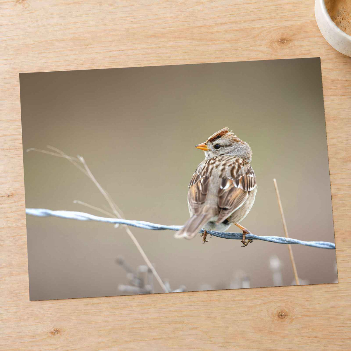 Small Bird Perched on Barbed Wire by Matt Bango Photo Print Wall Decor