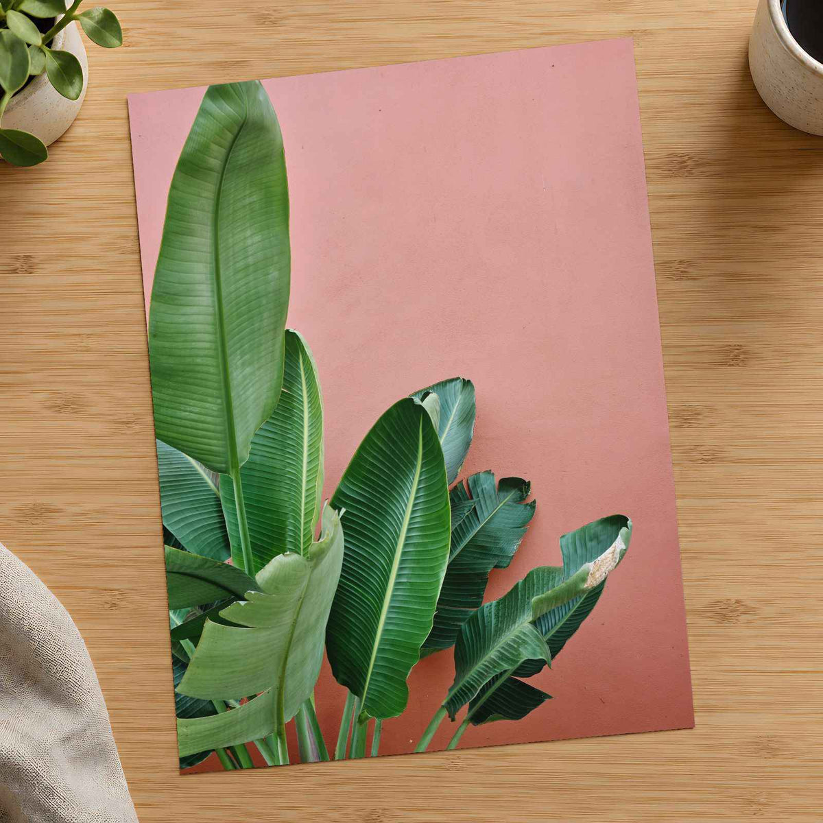 Tropical Plant Against a Pink Wall Photographic Art Print (7 Sizes) - Frameable