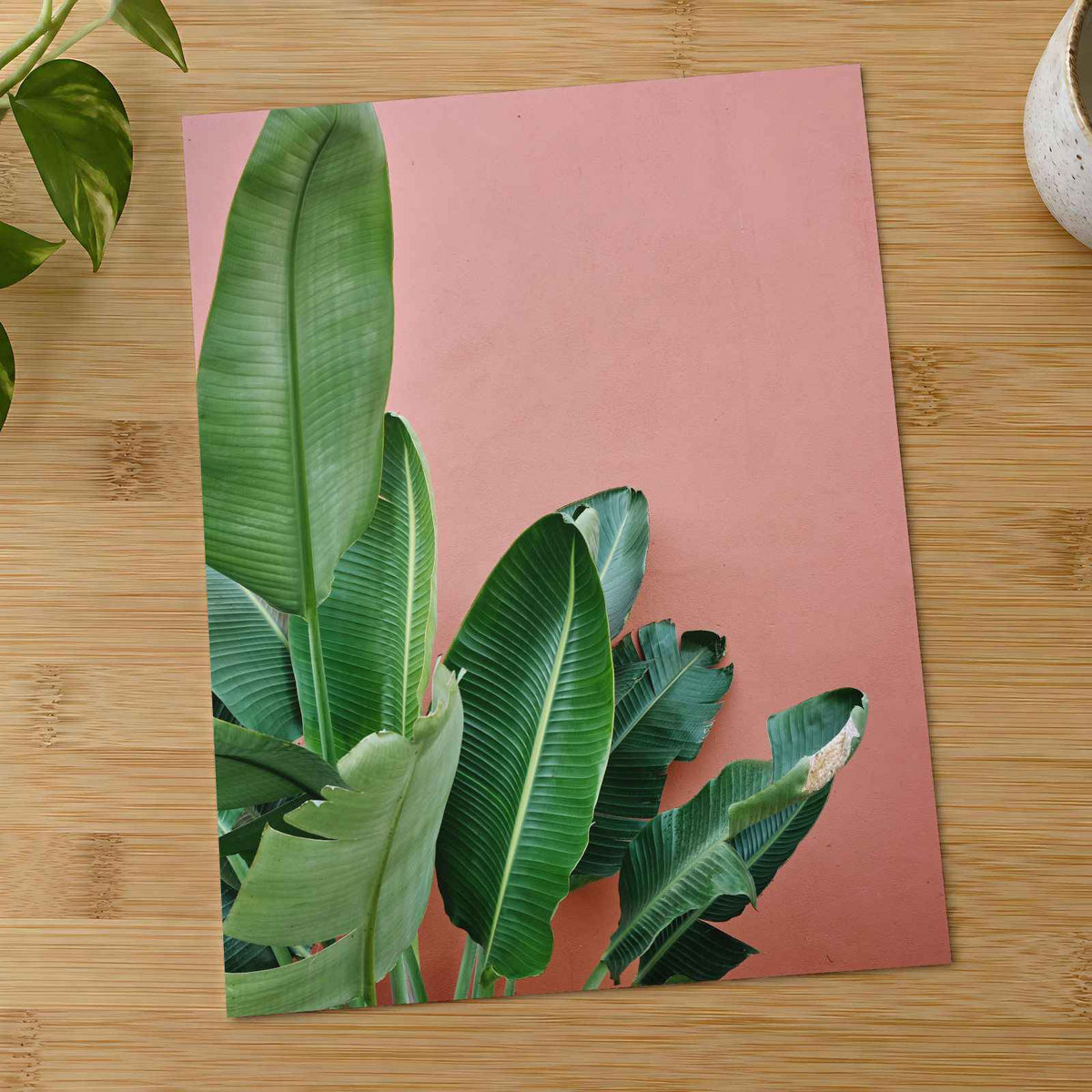 Tropical Plant Against a Pink Wall Photographic Art Print (7 Sizes) - Frameable