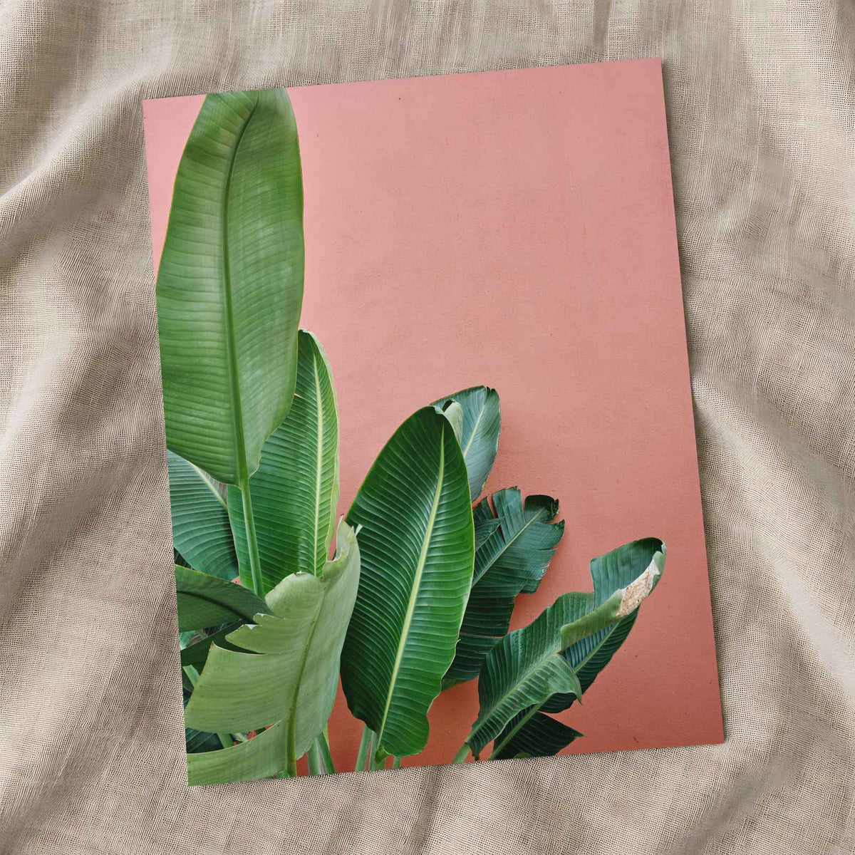 Tropical Plant Against a Pink Wall by Andrej Lišakov Photo Print Wall Decor