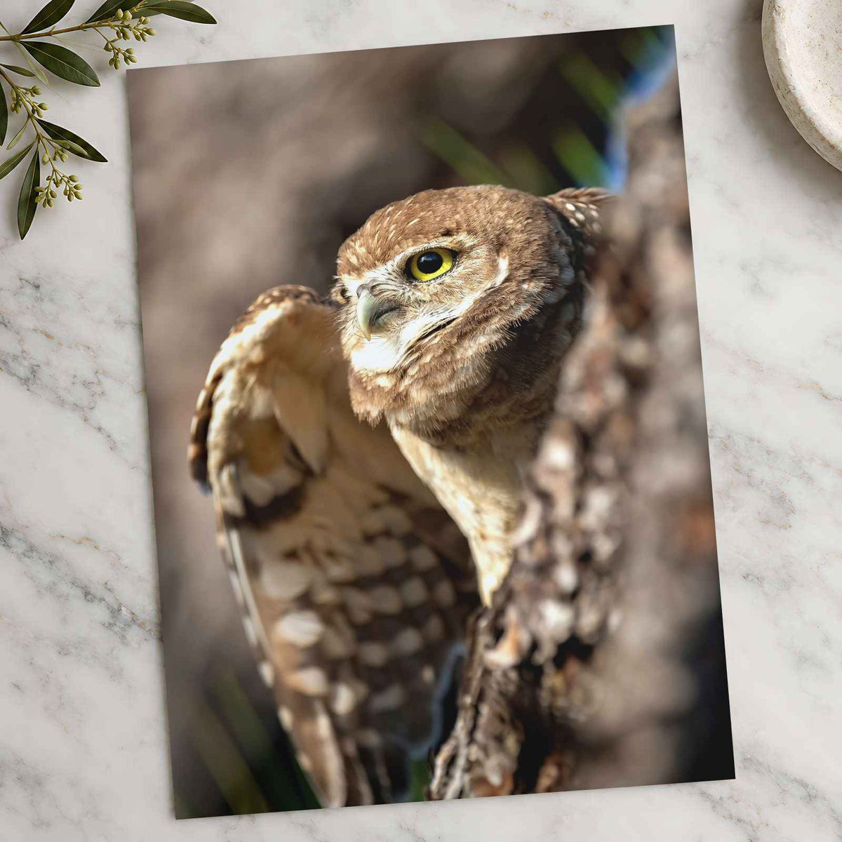 Burrowing Owl in Cape Coral, Florida Photo Wall Art (7 Sizes) - Premium Quality