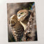 Burrowing Owl in Cape Coral, Florida Photo Wall Art (7 Sizes) - Premium Quality