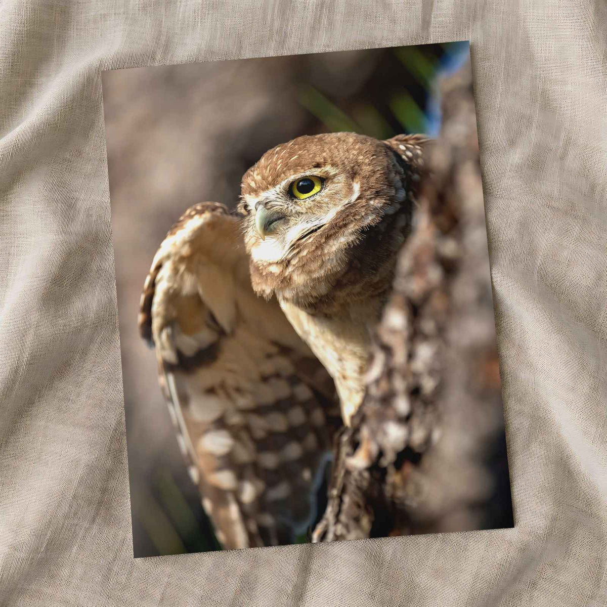 Burrowing Owl in Cape Coral, Florida Photo Wall Art (7 Sizes) - Premium Quality