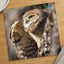 Burrowing Owl in Cape Coral, Florida Photo Wall Art (7 Sizes) - Premium Quality