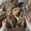 Burrowing Owl in Cape Coral, Florida Photo Wall Art (7 Sizes) - Premium Quality