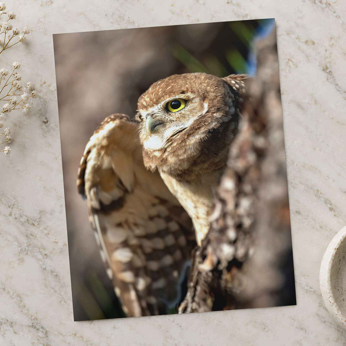 Burrowing Owl in Cape Coral