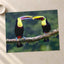 Two Colorful Toucans Sitting in Rain Photo Print (7 Sizes) - Ready to Frame