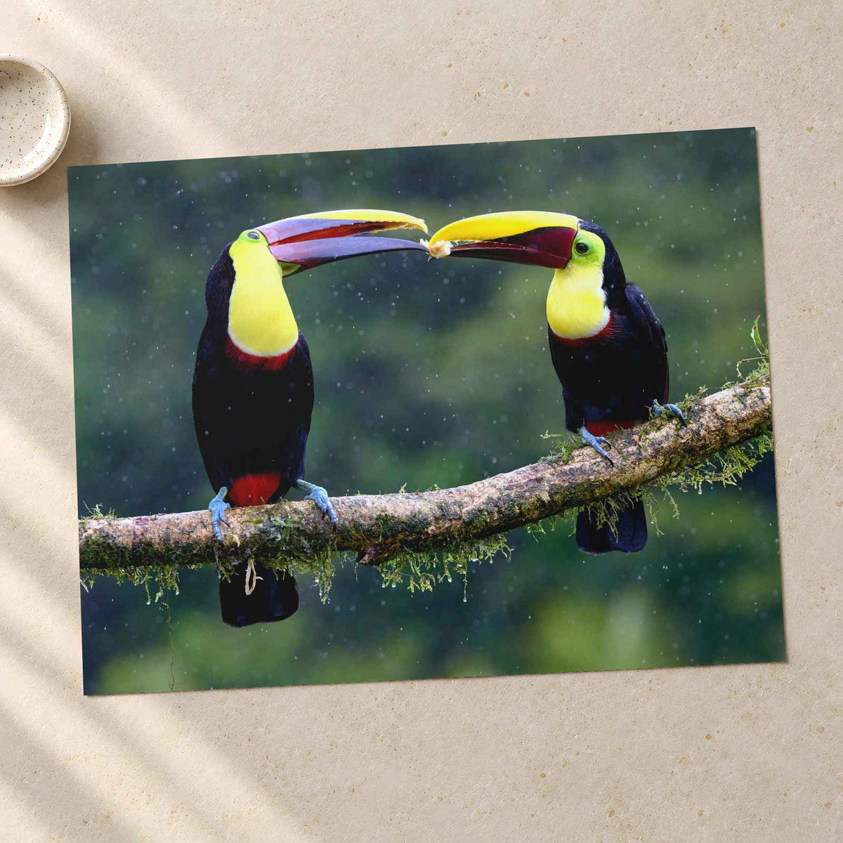 Two Colorful Toucans Sitting in Rain Photo Print (7 Sizes) - Ready to Frame