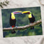 Two Colorful Toucans Sitting in Rain Photo Print (7 Sizes) - Ready to Frame