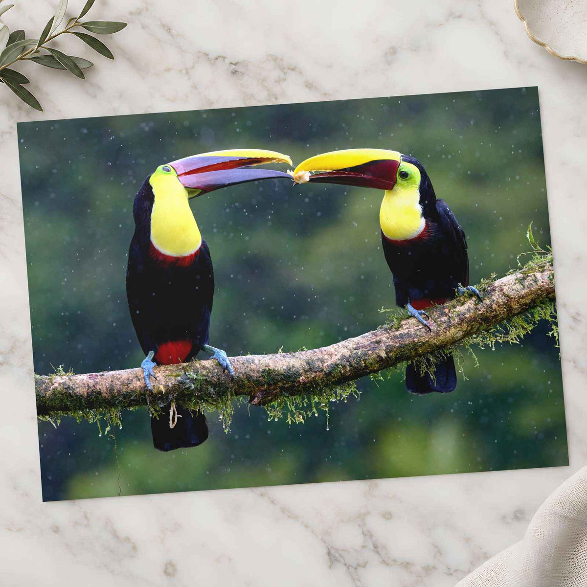 Two Colorful Toucans Sitting in Rain Photo Print (7 Sizes) - Ready to Frame