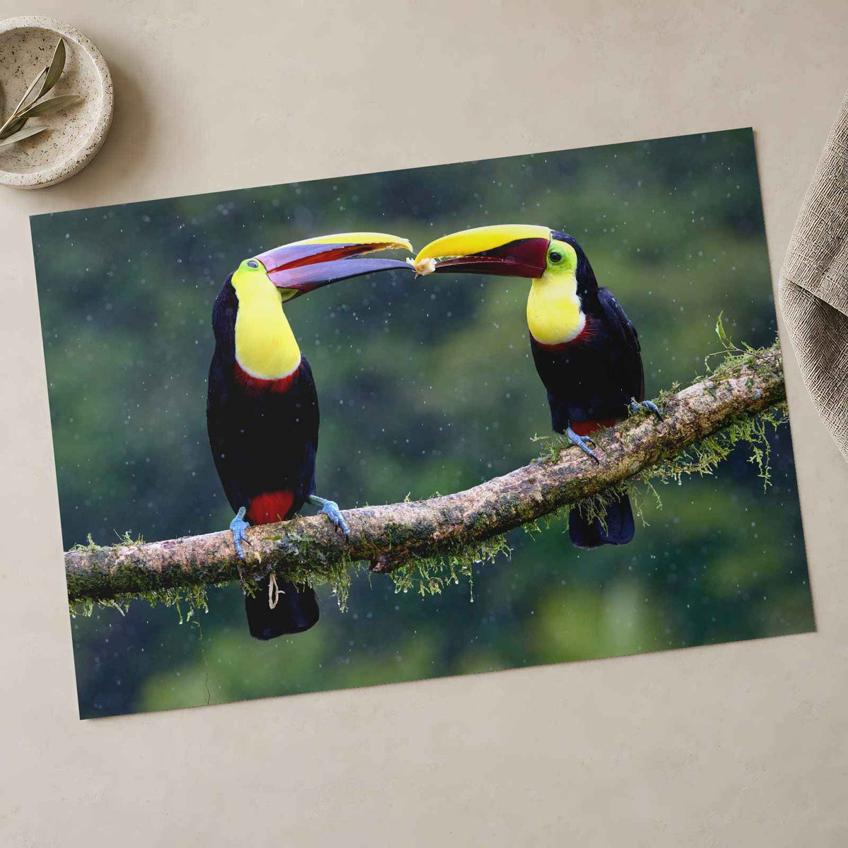 Two Colorful Toucans Sitting in Rain Photo Print (7 Sizes) - Ready to Frame