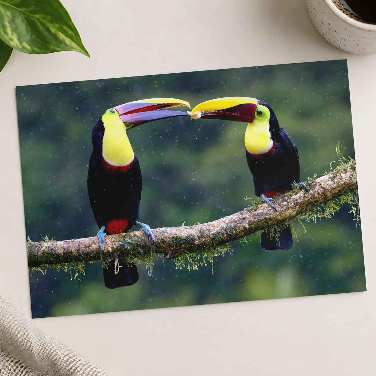 Two Colorful Toucans Sitting in Rain Photo Print (7 Sizes) - Ready to Frame
