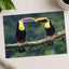 Two Colorful Toucans Sitting in Rain Photo Print (7 Sizes) - Ready to Frame