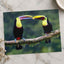 Two Colorful Toucans Sitting in Rain Photo Print (7 Sizes) - Ready to Frame