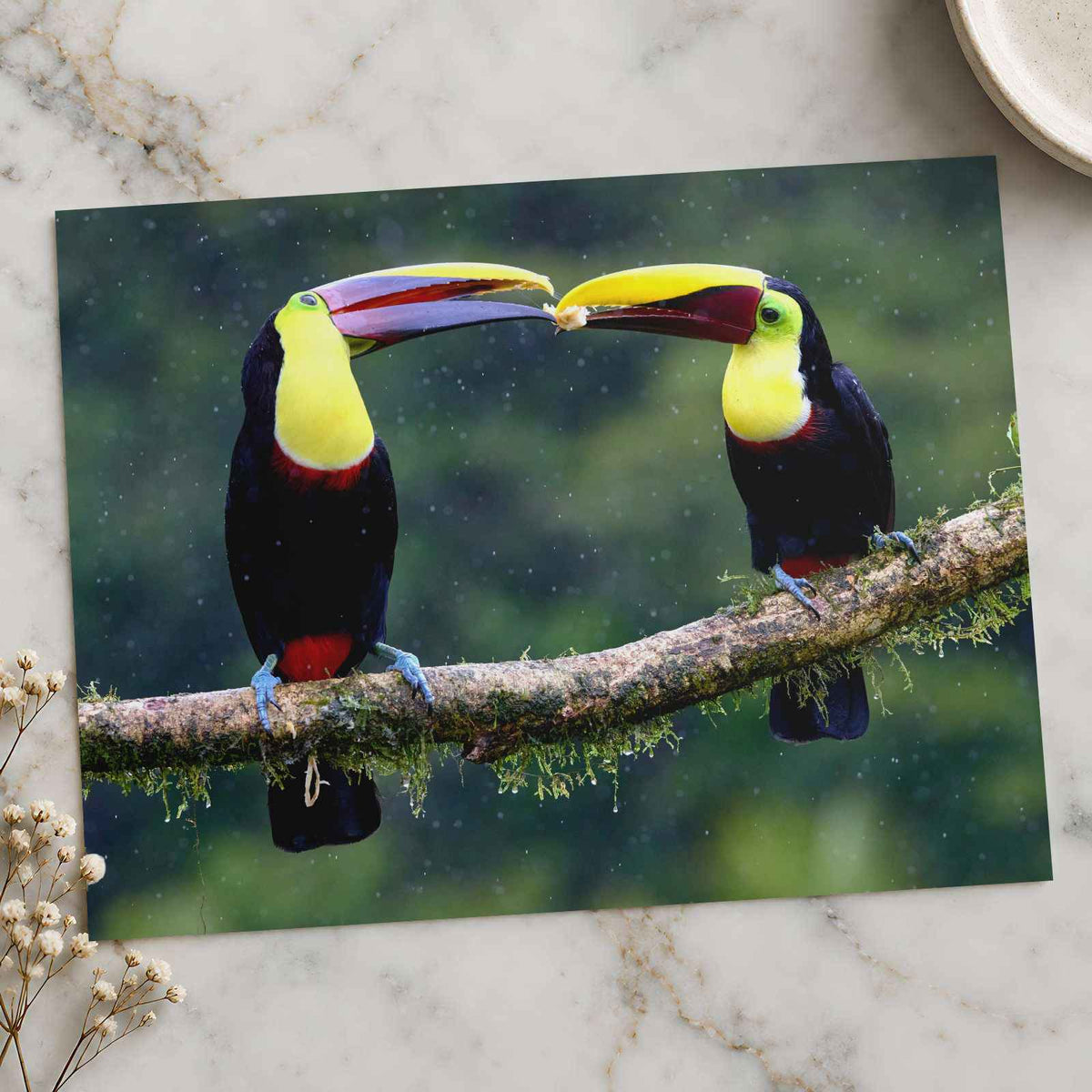 Two Colorful Toucans Sitting in Rain Photo Print (7 Sizes) - Ready to Frame